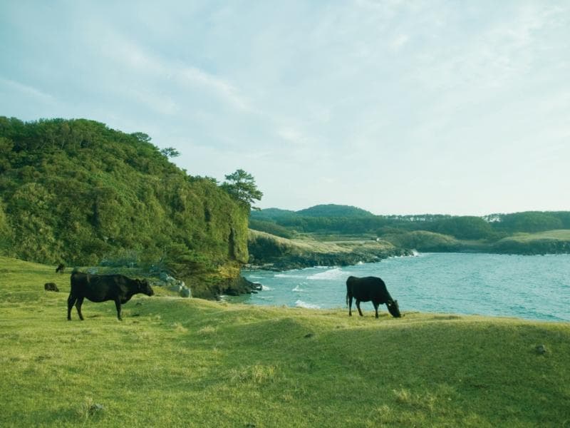 Di Kuroshima, banyak padang rumput hijau yang cantik. (Chillnn)