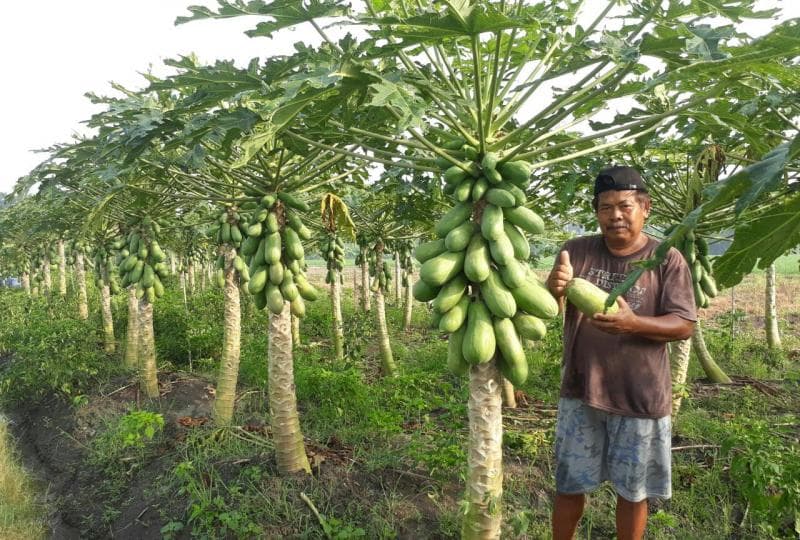 Bukan Impor, Pepaya California Asli Indonesia
