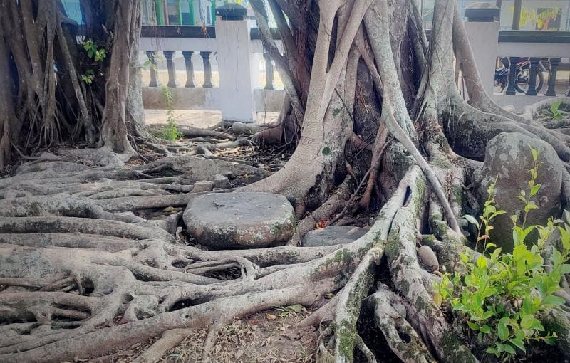 Di batu inilah, Perjanjian Giyanti ditandatangani. (Nationalgeographic/Mohammad Yudik Al Faruq)