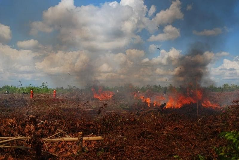 Sudah ada fatwa MUI yang isinya mengharamkan pembakaran hutan dan lahan. (Portalborneo)