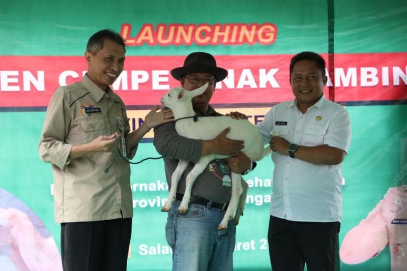 Pemerintah Provinsi Jawa Tengah mempertimbangkan potensi ternak kambing dan domba sebagai pemulihan ekonomi. (dok. Humas Pemprov Jateng)