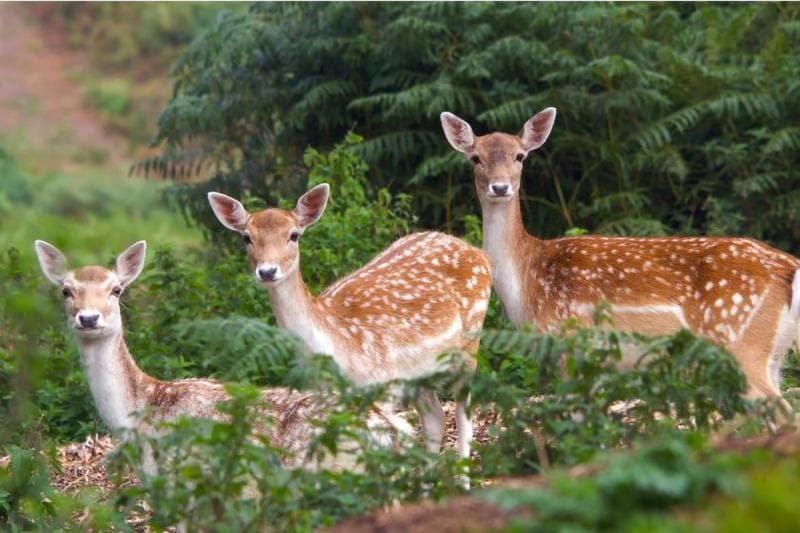 Kelenjar ini diambil dari rusa jantan yang belum bertanduk. (Shutterstock)