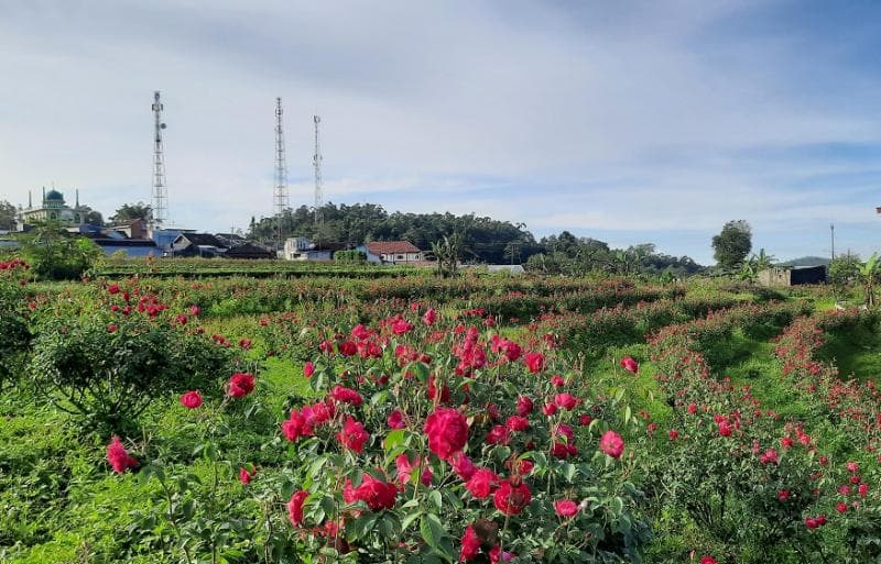 Senyum Merekah Petani Bunga Sumowono Jelang Lebaran