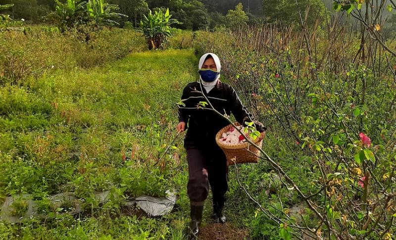 Umi saat sedang memanen bunga mawar di ladangnya. (Inibaru.id/ Arie Widodo)