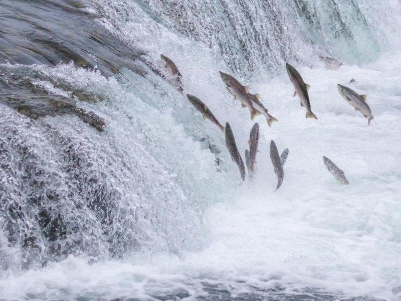 Salmon temasuk ikan yang melakukan ruaya atau mudik. (Shutterstock)&nbsp;