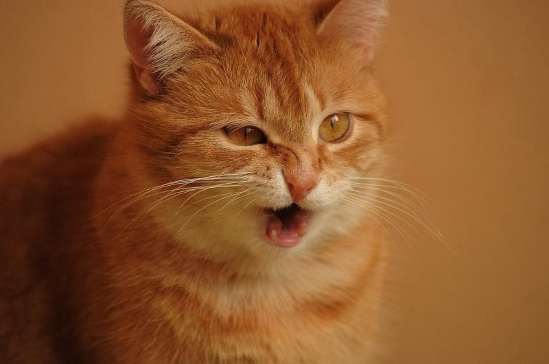 Alergi bisa bikin kucing bersin terus-menerus. (Pixabay)