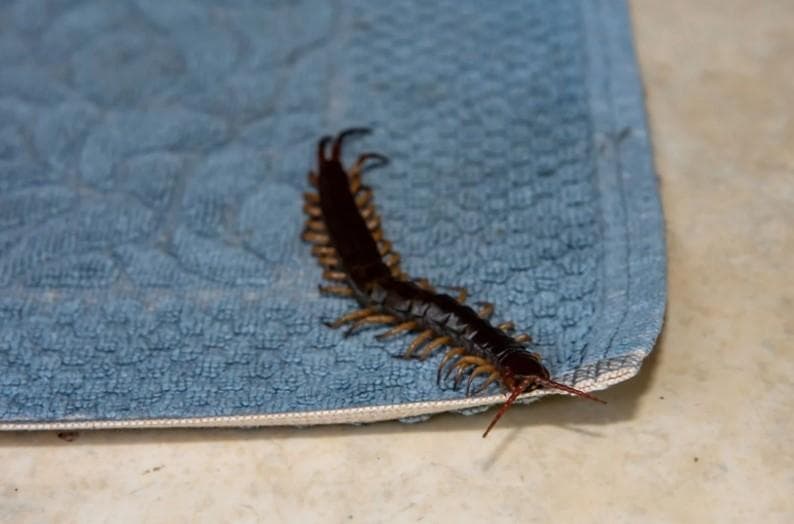 Cegah Kelabang Masuk Rumah dengan Tips Ini