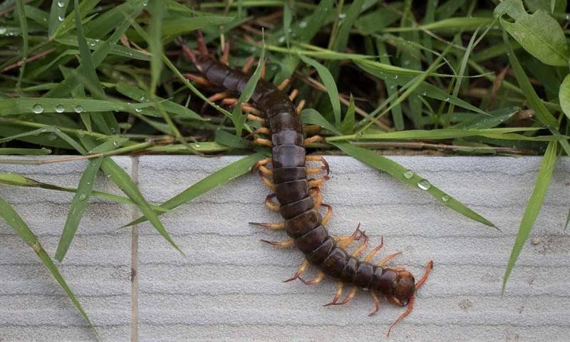 Kelabang suka dengan kelembapan. (Berita99)