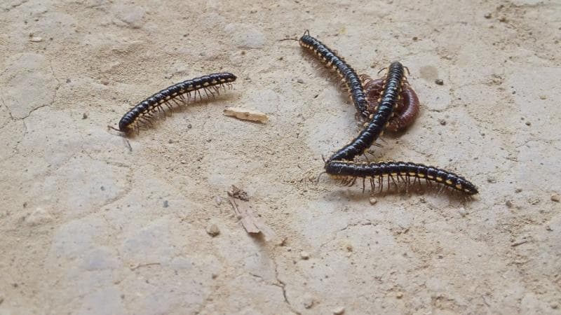 Ulat gagak semakin banyak ditemui di sekitar rumah Indonesia. (YouTube/Dunia Balita)