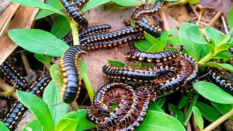 Ulat gagak suka datang di semak-semak, rerumputan, kebun, dan lain-lain. (YouTube/Sant Membara)