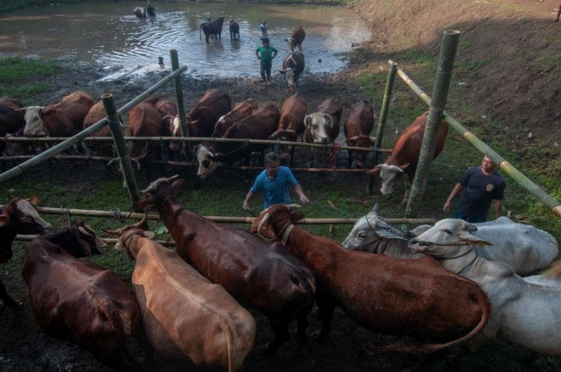 Tradisi Plegung Sapi di Jatinom, Klaten. (Antara/Aloysius Jarot Nugroho)