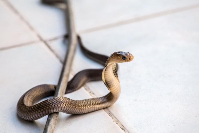 Ilustrasi: Populasi ular akan meningkat dan bakal lebih mudah ditemui dekat rumah. (Kompas)