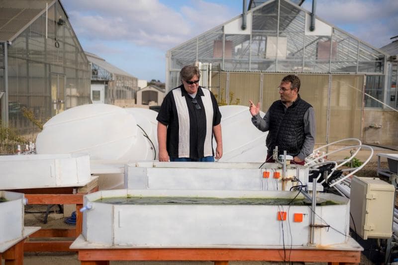 Proses pembuatan plastik ramah lingkungan dari bahan alga. (Abcnews/Erik Jepsen/Board of Regents of the University of California)