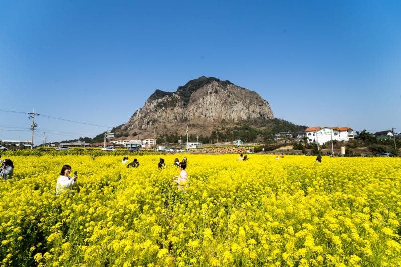 Pemandangan alam Jeju di musim semi. (khub.istyle.id)