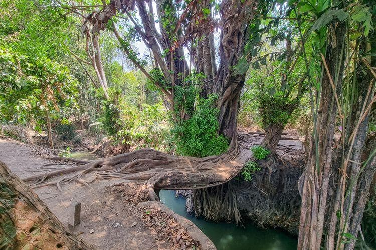Cantiknya Jembatan Akar di Seyegan, Sleman