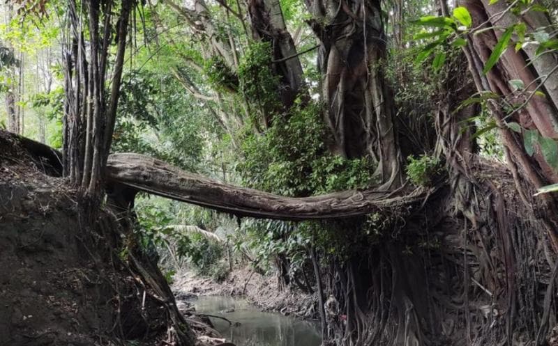 Jembatan akar Seyegan diperkirakan sudah eksis sejak zaman penjajahan. (Detik/Jauhhari Wawan)