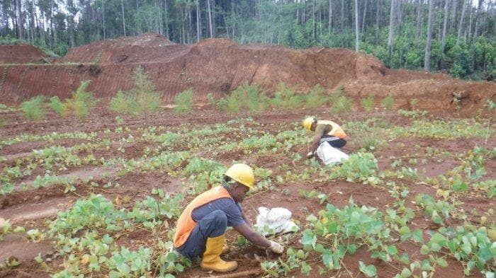 Proses penghijauan bekas lokasi tambang perlu kerjasama berbagai pihak. (dok. PT Tekindo Energi)&nbsp;