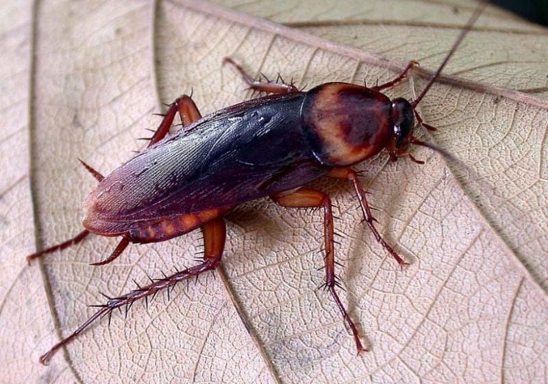 Kecoak di Indonesia dulu dibawa oleh kapal dagang para penjajah. (Mongabay/Lenny Worthington)