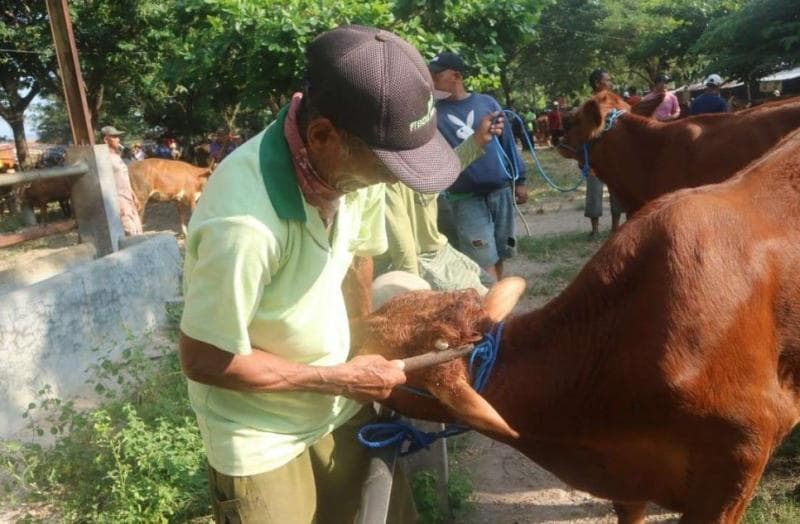 Jelang Iduladha, Jasa Salon Ternak di Pati Raup Cuan