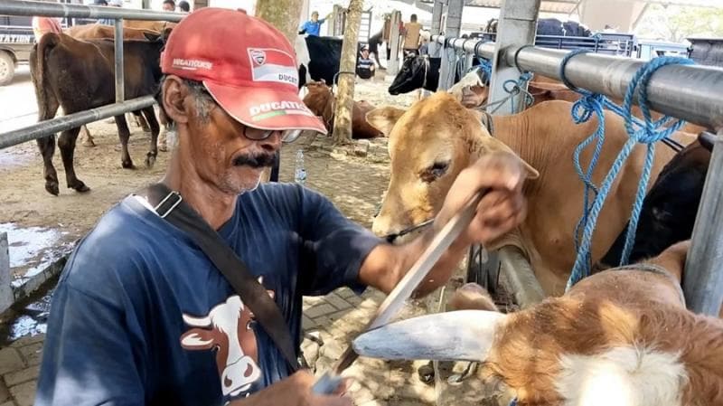 Penyedia jasa salon ternak memperbaiki kuku dan tanduk hewan ternak agar penampilannya jadi lebih baik dan laku dijual. (Tvonenews/Aris Sutikno)