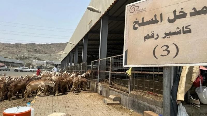 Pasar An'am jadi lokasi para jemaah haji mencari hewan untuk dikurbankan atau untuk keperluan membayar denda. (MCH2022)