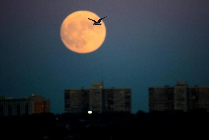 Strawberry moon nggak beda dengan bulan purnama penuh biasa. (Garuda.tv/Getty Images)