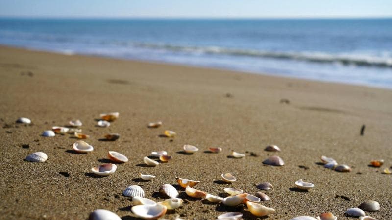 Mengambil cangkang atau kulit kerang dapat mengganggu ekosistem pesisir pantai. (Pexels/Engin Akyurt)