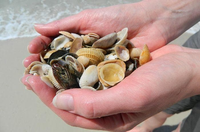 Jumlah kulit kerang di pantai semakin lama semakin berkurang. (Pixabay)