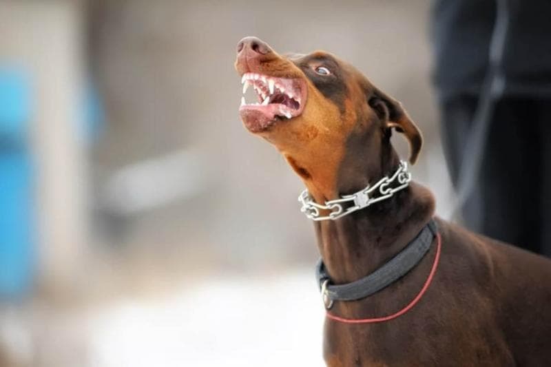 Jika Anjing Menggigit Orang, Pemiliknya Bisa Dipidana?