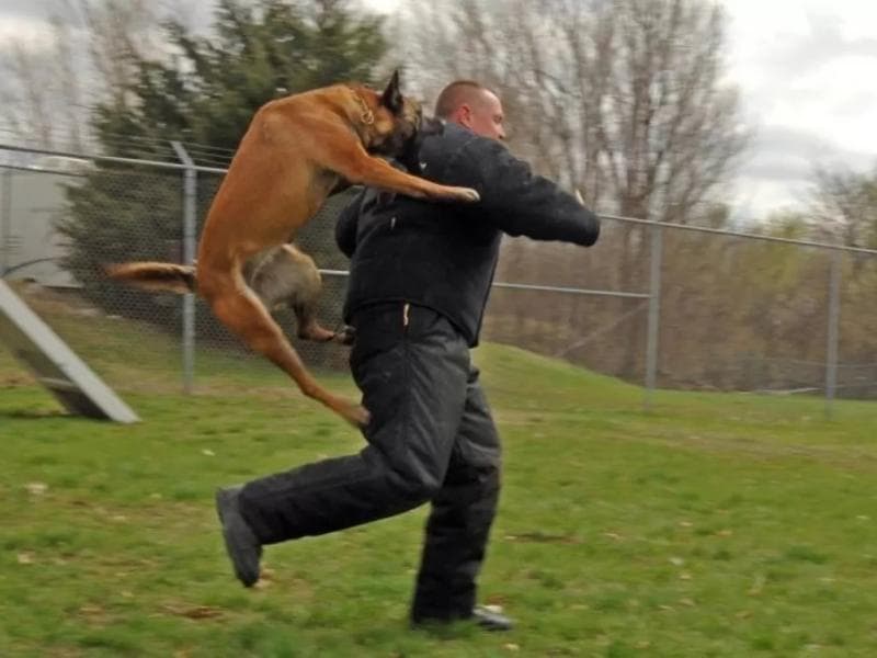 Ilustrasi: Pemilik anjing bisa dipidana jika anjingnya menggigit orang lain. (Dogtutorial)