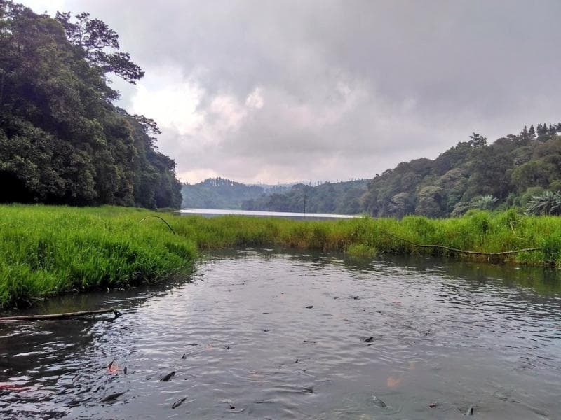 Ikan-ikan di telaga ranjeng jinak dan bisa kamu pegang dengan mudah. (X/geprekpisang18)