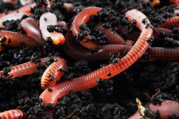 Kemunculan cacing dalam jumlah banyak di permukaan tanah bisa menjadi isyarat terjadinya gempa. (Interestingfunfacts)<br>