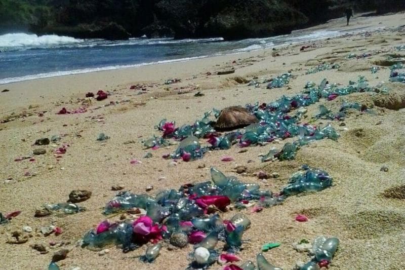 Ubur-ubur api nggak hanya ditemui di air laut, melainkan juga di pasir pantai. (Antara/Dispar Gunungkidul)