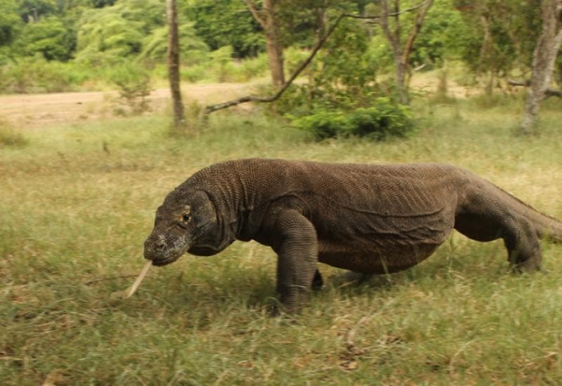 Komodo dikenal sebagai reptil terbesar di dunia. (Achmad Ariefyandi/Komodo Survival Program)