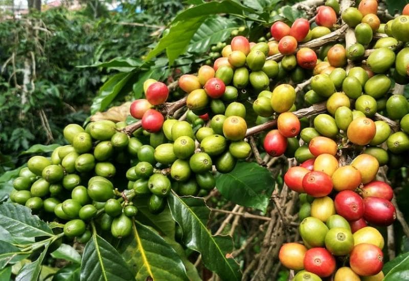 Petani diharapkan nggak memetik kopi hijau. (via Link UMKM)