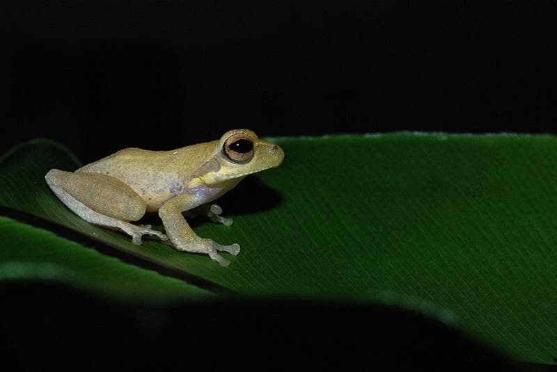 Kodok-pucat Trilaksono terancam punah. (Mongabay/LIPI)