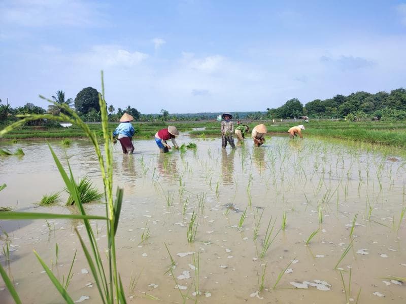 Sawah jadi habitat utama kodok-pucat Trilaksono. (Rri/Nova Ariana)