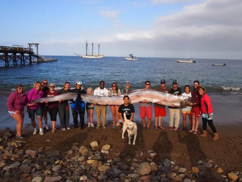 Kemunculan ikan oarfish disebut-sebut sebagai tanda akan adanya gempa. (catalinaseacamp.org)