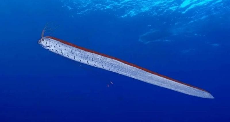 Oarfish adalah ikan laut dalam yang sangat jarang muncul di permukaan laut. (eacpress.news)