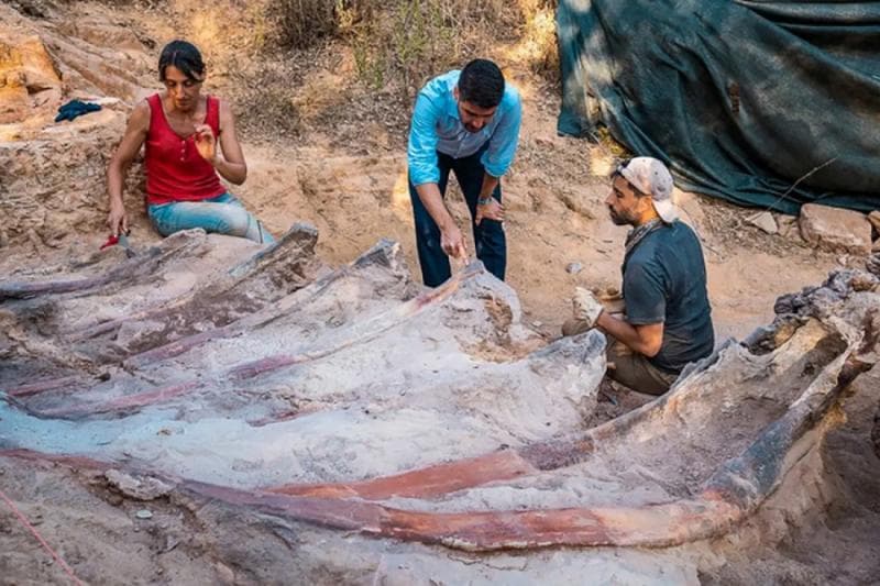 Fosil dinosaurus berasal dari jutaan tahun yang lalu. (AFP/Instituto Dom Luiz, Faculdade de Ciências da Universidade de Lisboa)