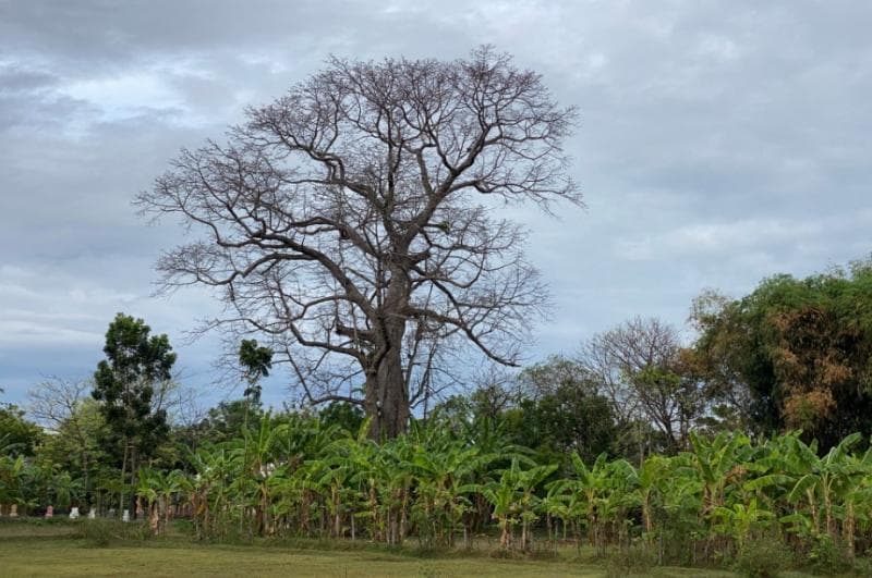 Pohon randu alas semakin langka. (Etnis.id/Asief Abdi)