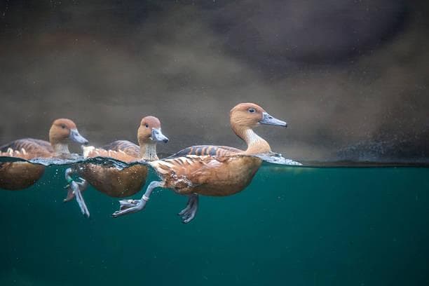 Duck syndrom dianalogikan seperti bebek yang tampak tenang saat berenang, namun, di bawah permukaan, kaki-kakinya bekerja keras agar tubuhnya tetap seimbang. (Istockphoto.com/ Teka77)