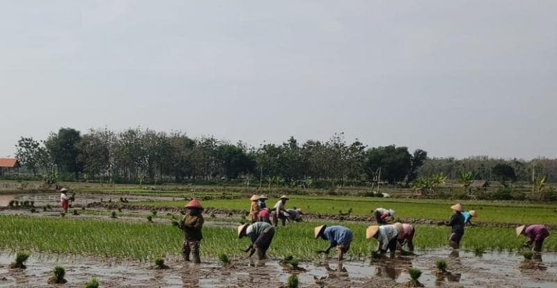 Petani Rembang mengoptimalkan musim tanam 3 di musim kemarau. (Pemkab Rembang)