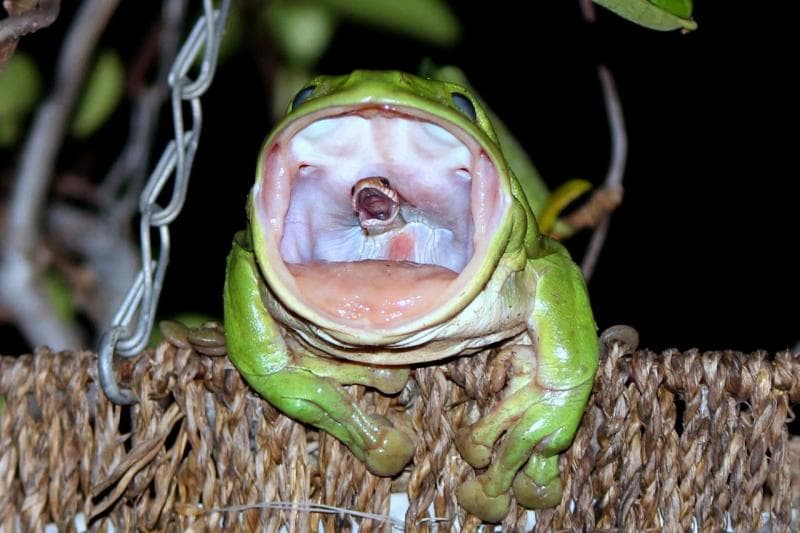 Foto ular dimakan katak yang viral di media sosial. (Natgeo/Julie-Anne O’Neill)