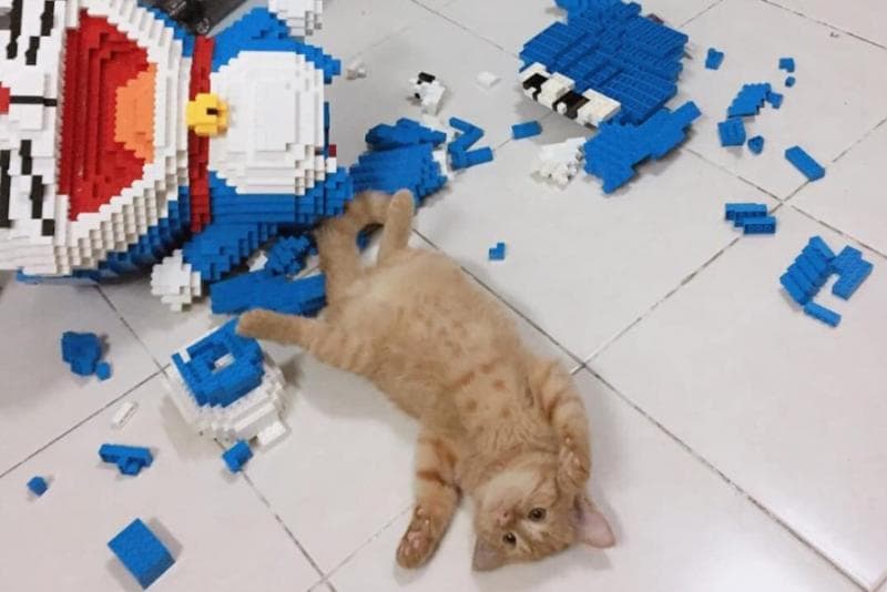 Sebab Kucing Suka Menjatuhkan Barang