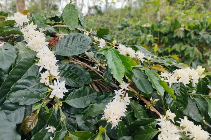 Bunga kopi memiliki aroma semerbak yang kuat. (Ajnn/Eri Tanara)