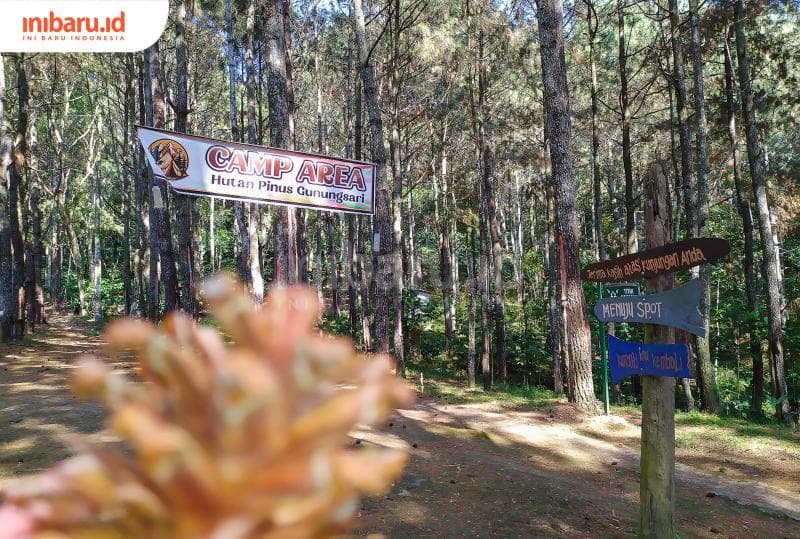 Area camping di Hutan Pinus Gunungsari sangat luas dan cocok untuk berkemah bersama teman atau keluarga.&nbsp;(Inibaru.id/ Rizki Arganingsih)