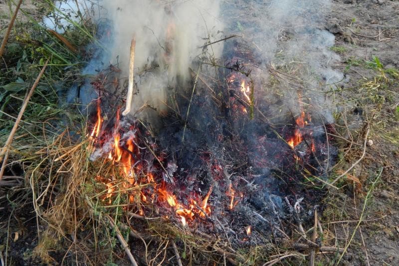 Asap pembakaran sampah rumput mengandung karbon monoksida, partikel kecil, dan senyawa kimia beracun. (Pxhere)