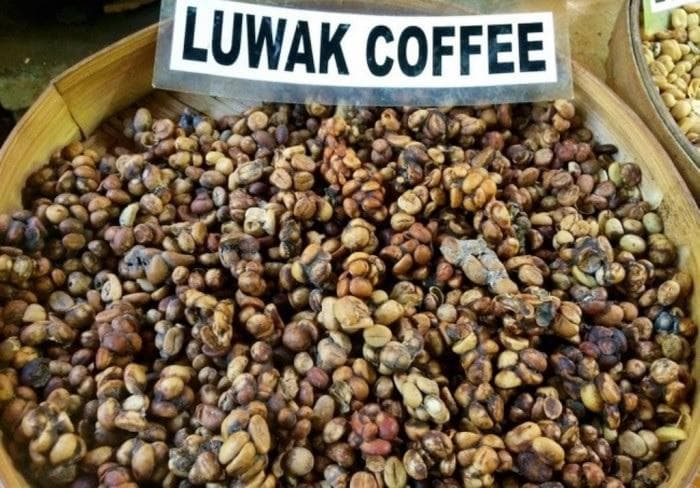 Kopi luwak sudah eksis sejak zaman penjajahan Belanda. (Medcom/Dailycoffeenews)