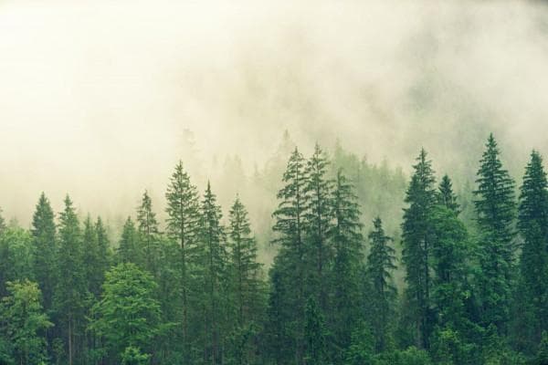 Penggemar aroma klasik pasti nggak asing dengan fougere. (Pexels/Johannes Plenio)